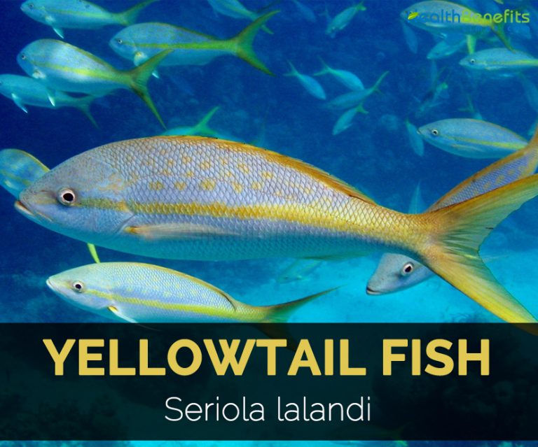 Yellowtail Fish Facts and Nutritional Value