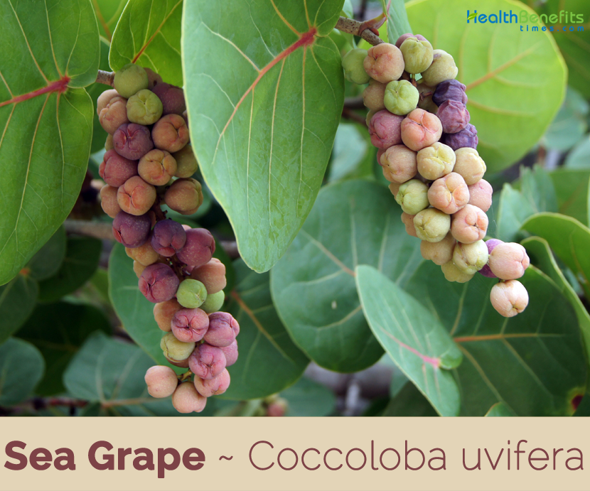 Sea Grape facts and health benefits