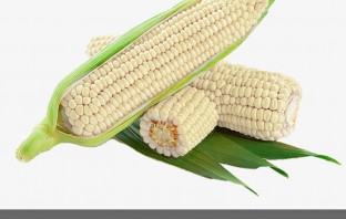 White Corn nutrition and uses