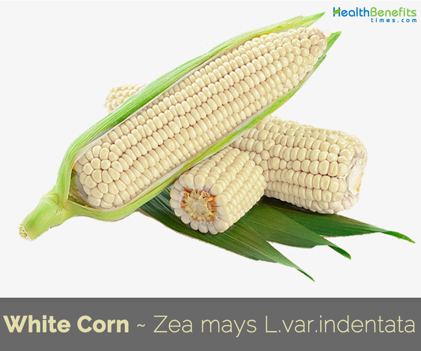 break cave Premier White Corn facts and health benefits