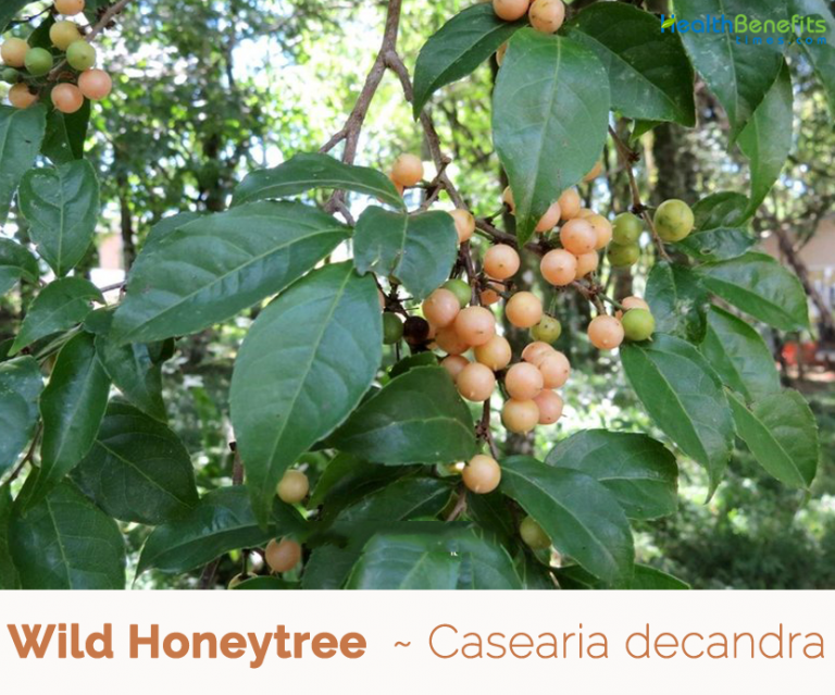 Wild Honeytree facts and health benefits