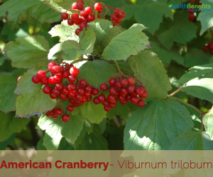 American Cranberry