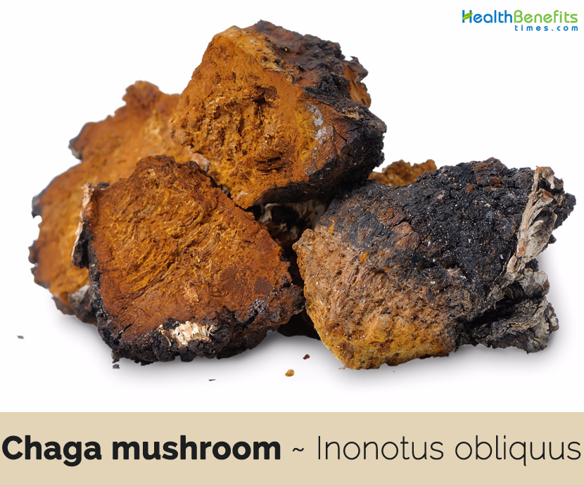 Chaga mushroom benefits and uses