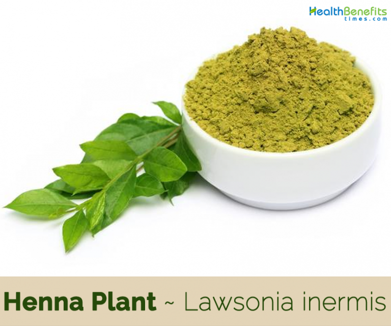 Henna Plant facts and health benefits