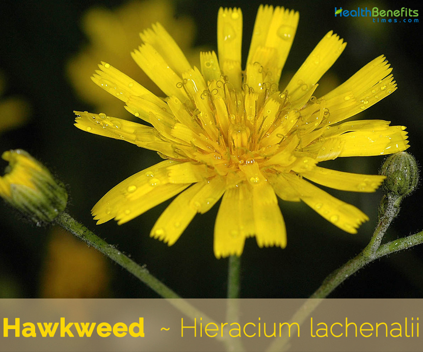 LARGE FLOWERED HAWKWEED 20 Hieracium intybaceum Seeds