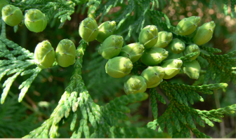 Health benefits and uses of White Cedar (Arborvitae)