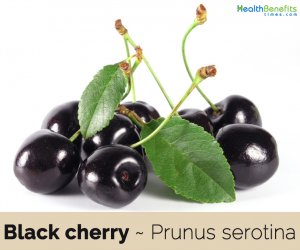 Health benefits of Black cherry