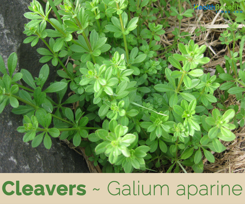 Health benefits of Cleavers