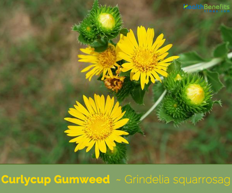 Curlycup Gumweed (Grindelia) facts and health benefits