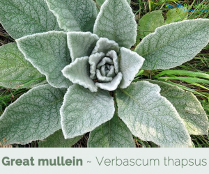 Health benefits of Great mullein