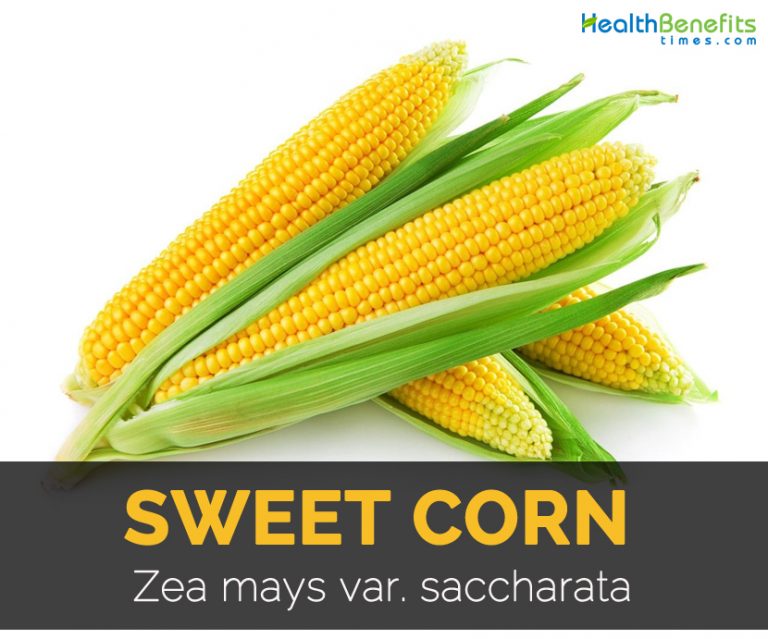Sweet Corn Facts, Health Benefits and Nutritional Value