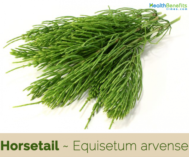 Horsetail facts and health benefits