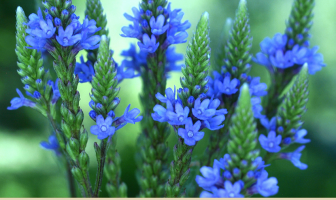 Medicinal uses of Blue vervain