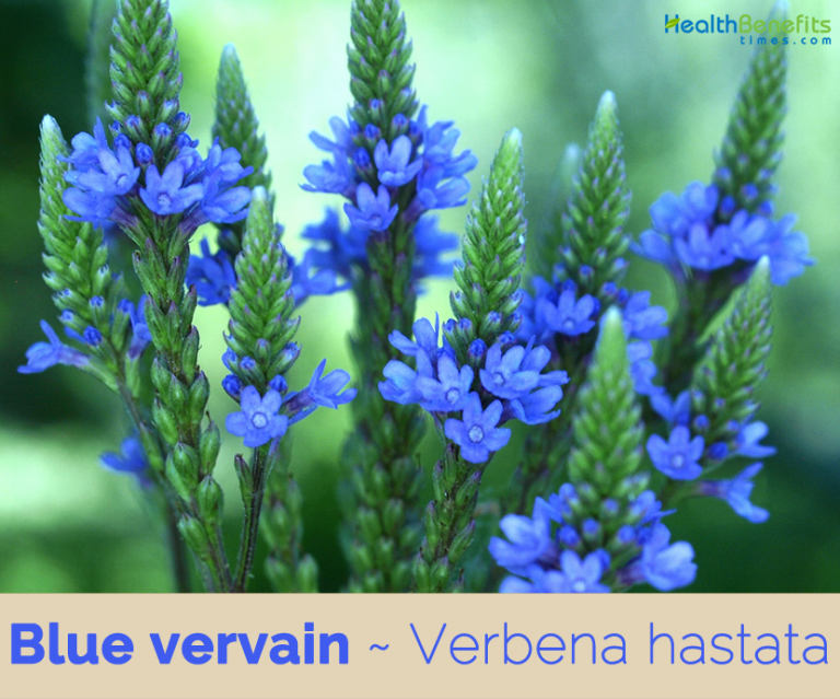Blue vervain facts and health benefits