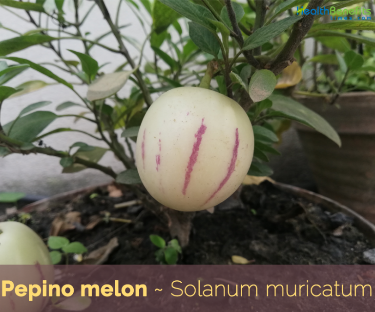Pepino melon facts and health benefits