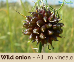 Wild onion benefits and uses