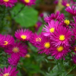 New England Aster facts and health benefits
