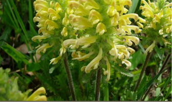 Facts and benefits of Lousewort (Pedicularis)