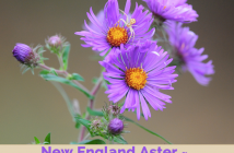 Health benefits of New England Aster
