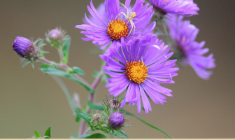 Health benefits of New England Aster