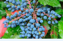 Health benefits of Oregon Grape