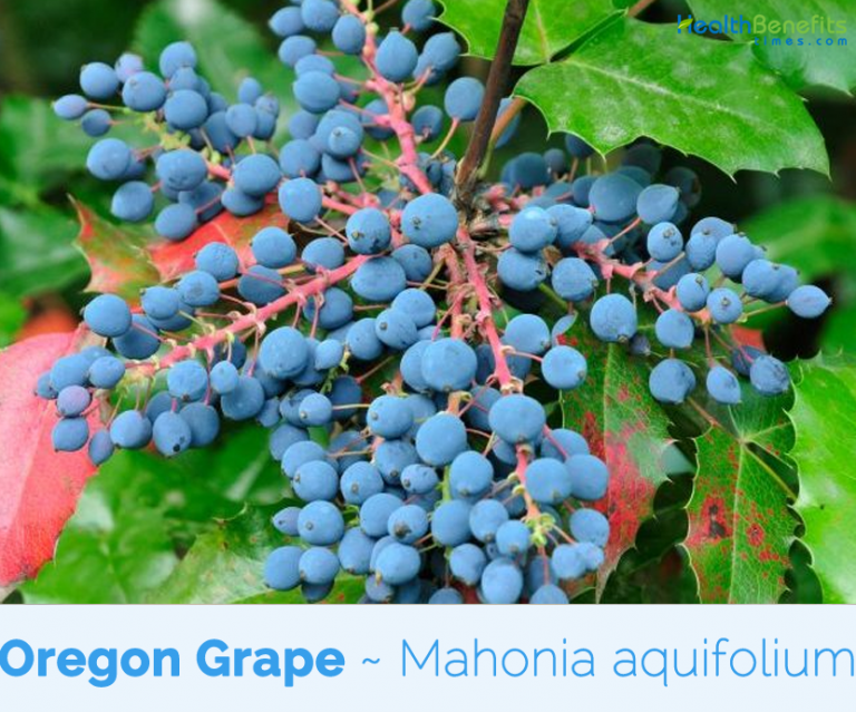 Oregon grape facts and health benefits