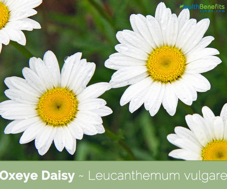 Oxeye Daisy facts and health benefits