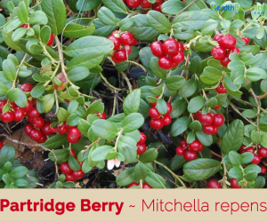 Health benefits of Partridge Berry