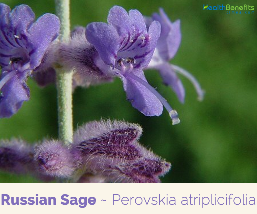 Health benefits of Russian Sage