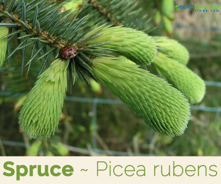 Spruce facts and health benefits