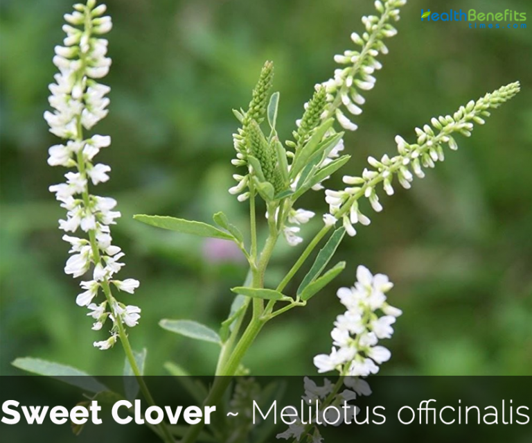 Sweet Clover facts and health benefits