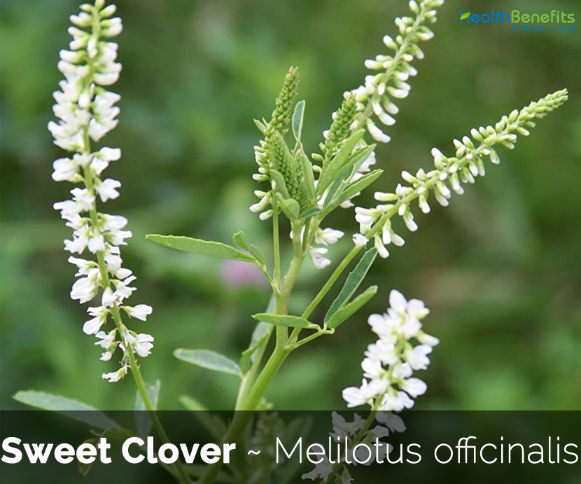 Facts and benefits of Sweet Clover