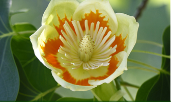 Facts and benefits of Tulip Tree