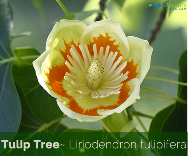 Tulip Tree facts and health benefits