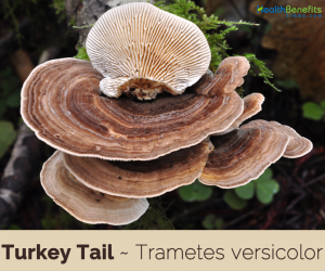 Facts and benefits of Turkey Tail