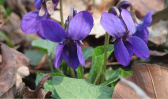 Facts and benefits of Violet