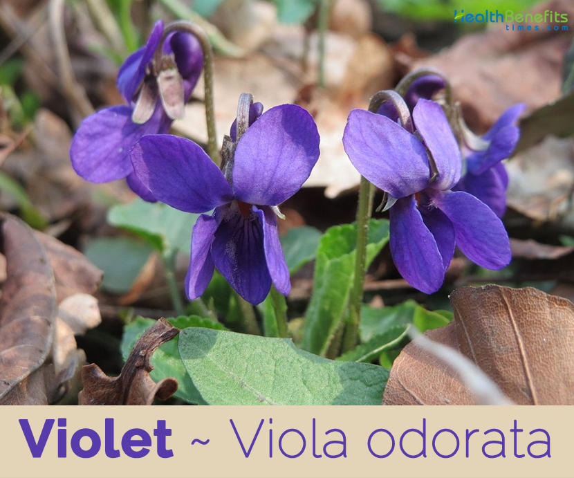 Facts and benefits of Violet