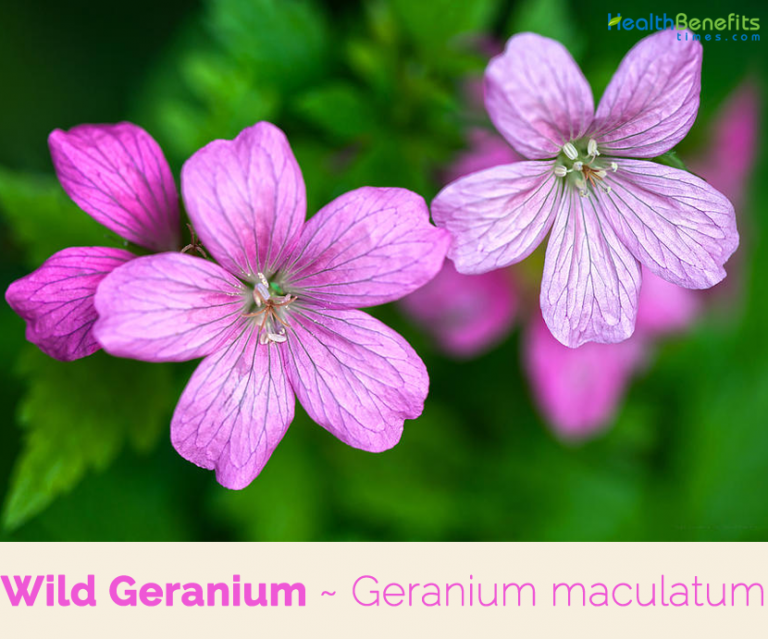 Wild Geranium facts and health benefits