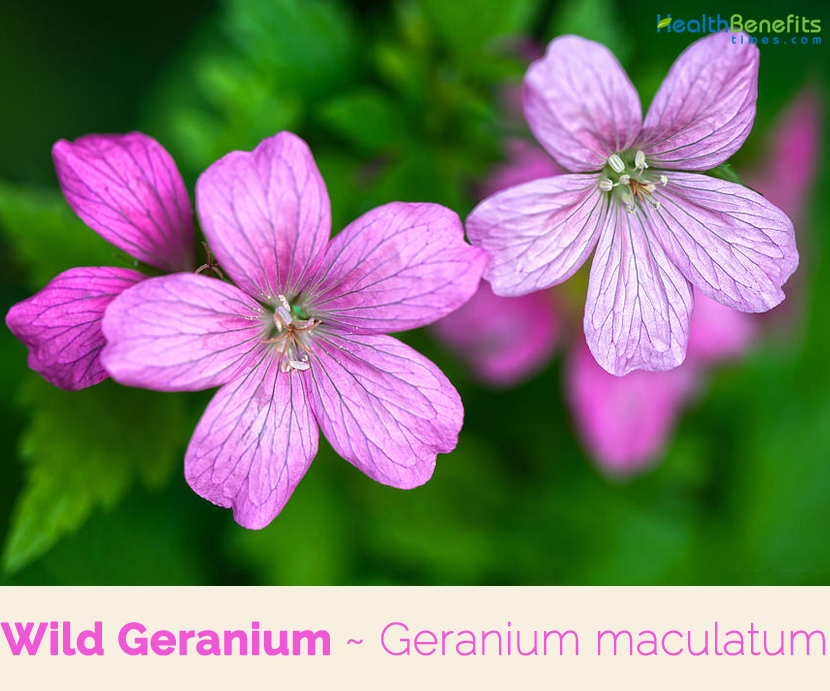 Facts and benefits of Wild Geranium