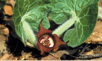 Facts and benefits of Wild Ginger