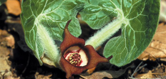 Facts and benefits of Wild Ginger