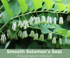 Health benefits of Smooth Solomon's Seal