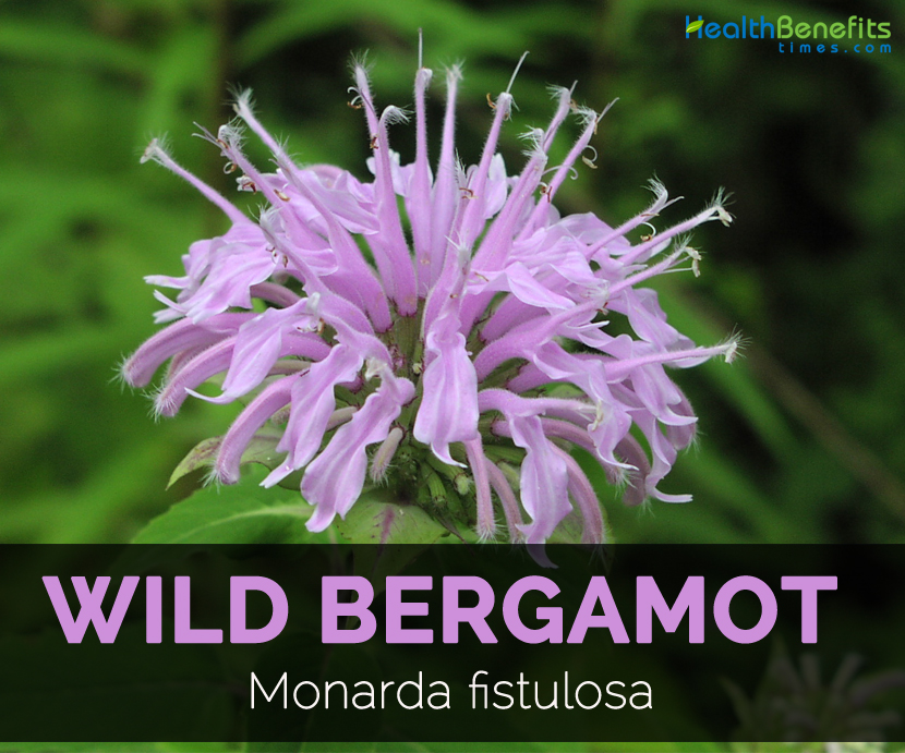 Wild Bergamot Tea Benefits