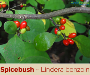 Spicebush facts and health benefits