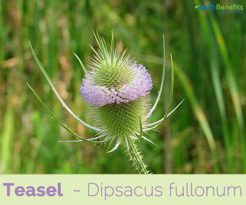 Teasel facts and benefits