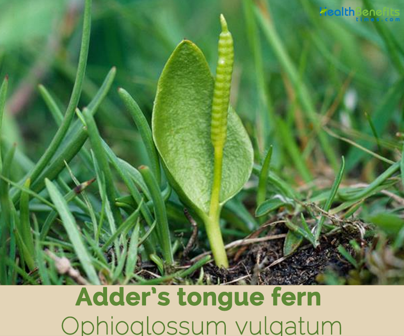 Adder's tongue fern facts and health benefits