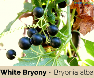 Facts about White Bryony