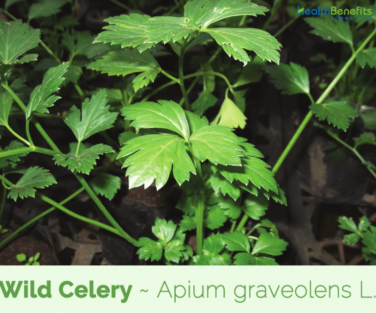 Wild Celery facts and health benefits