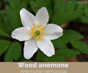Facts about Wood Anemone