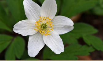 Facts about Wood Anemone